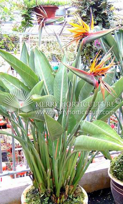 Strelitzia nicolai (Bird of paradise)